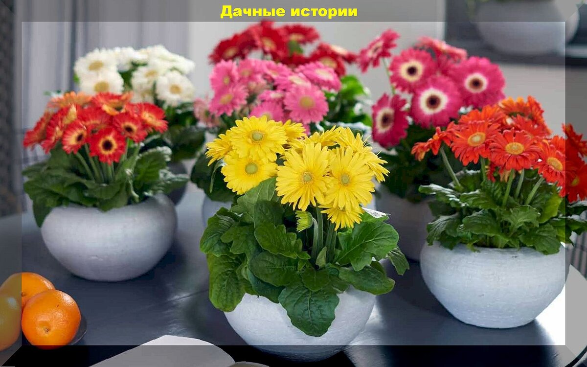 Самые капризные комнатные цветы: комнатные растения-неженки, покупка которых – это деньги на ветер