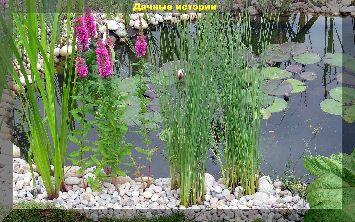 Чем эффектно и не сильно тратясь украсить водоем: недорогие и бесплатные растения, которыми можно украсить пруд на участке