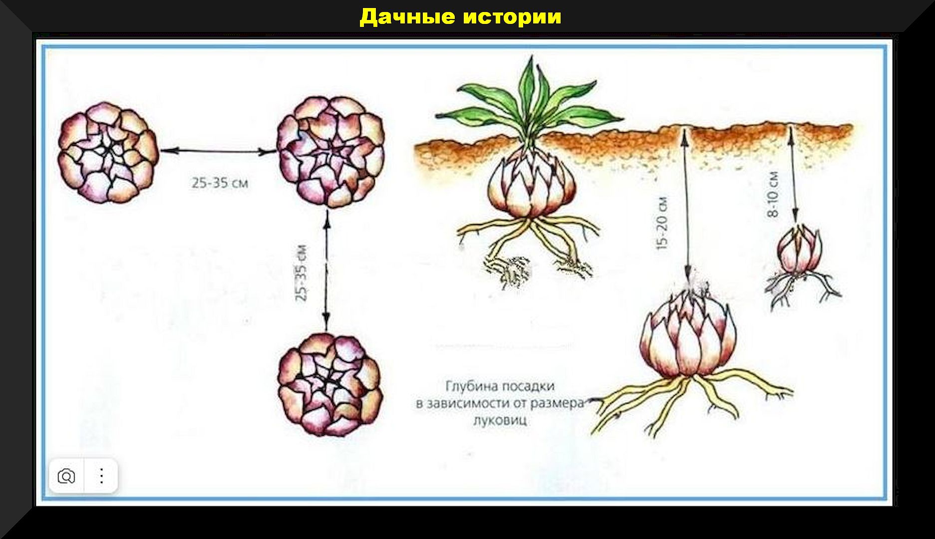 Посадка лилий весной: как, когда, на какую глубину правильно сажать лилию весной