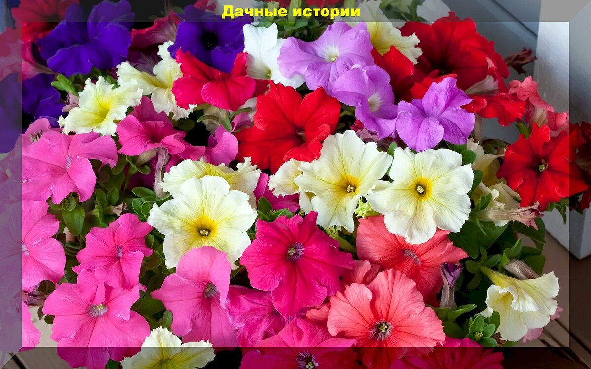 20 достойных внимания однолетних цветов: рассаду каких цветов можно недорого купить, чтобы украсить любую клумбу