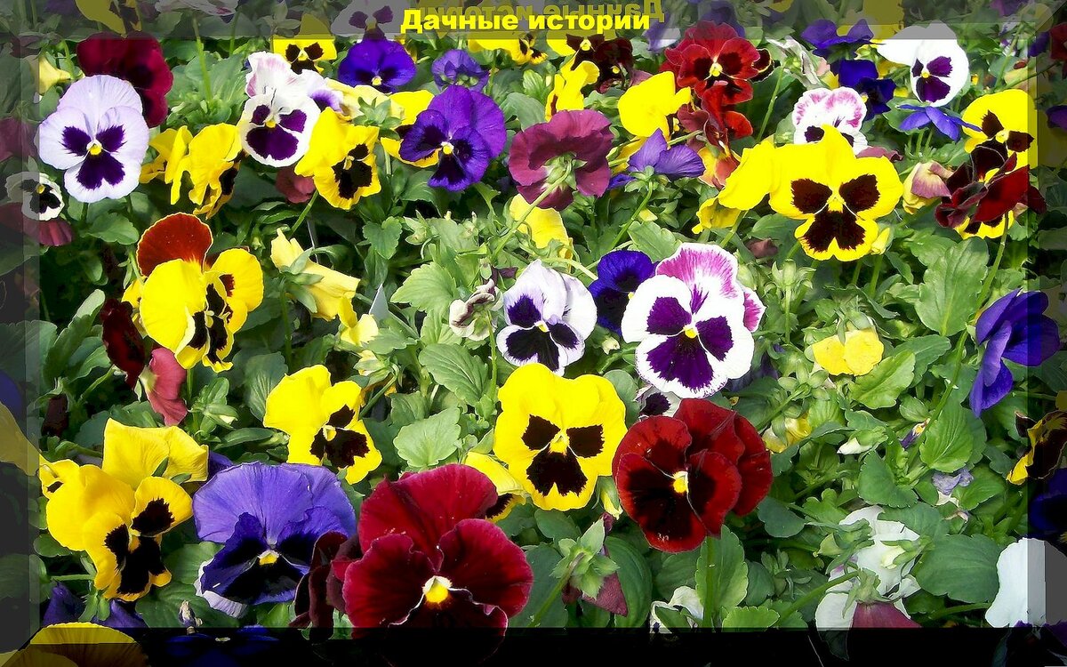 20 достойных внимания однолетних цветов: рассаду каких цветов можно недорого купить, чтобы украсить любую клумбу