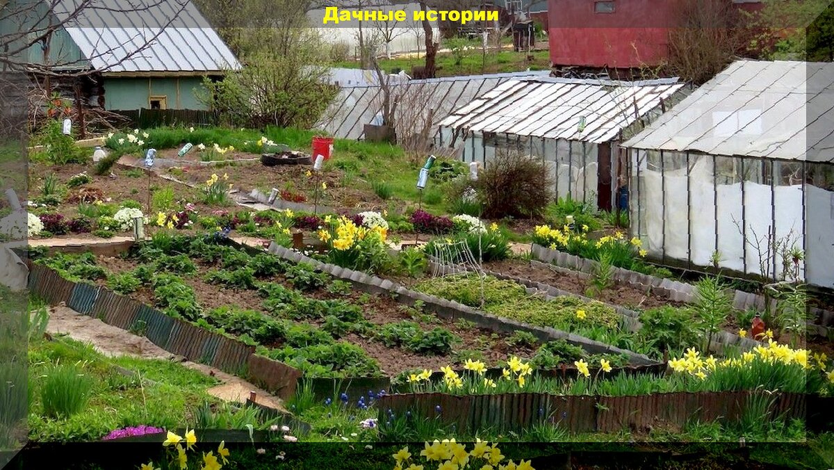 Шпаргалка огороднику на май - самые важные огородные дела: что обязательно нужно сделать в мае на дачном огороде