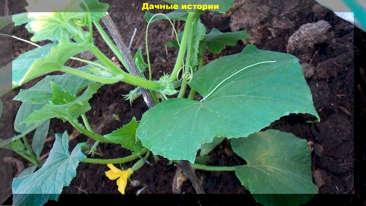 Как вырастить вкусные огурцы: что обязательно нужно знать о выращивании огурцов начинающему огороднику