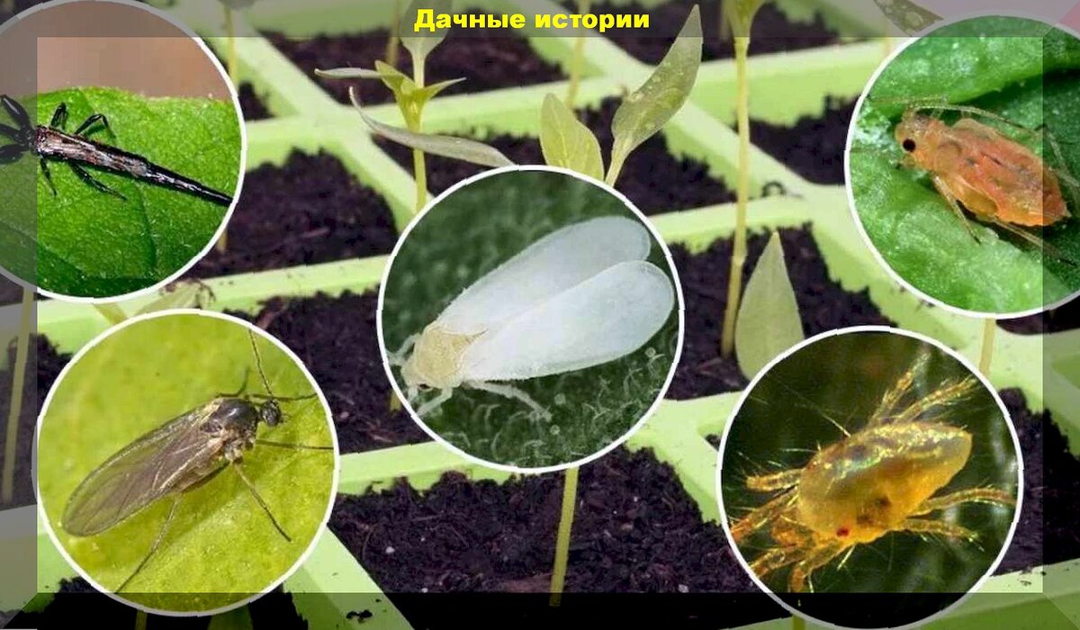 Как не погубить рассаду при высадке: как защитить высаженную рассаду от холода, болезней и вредителей