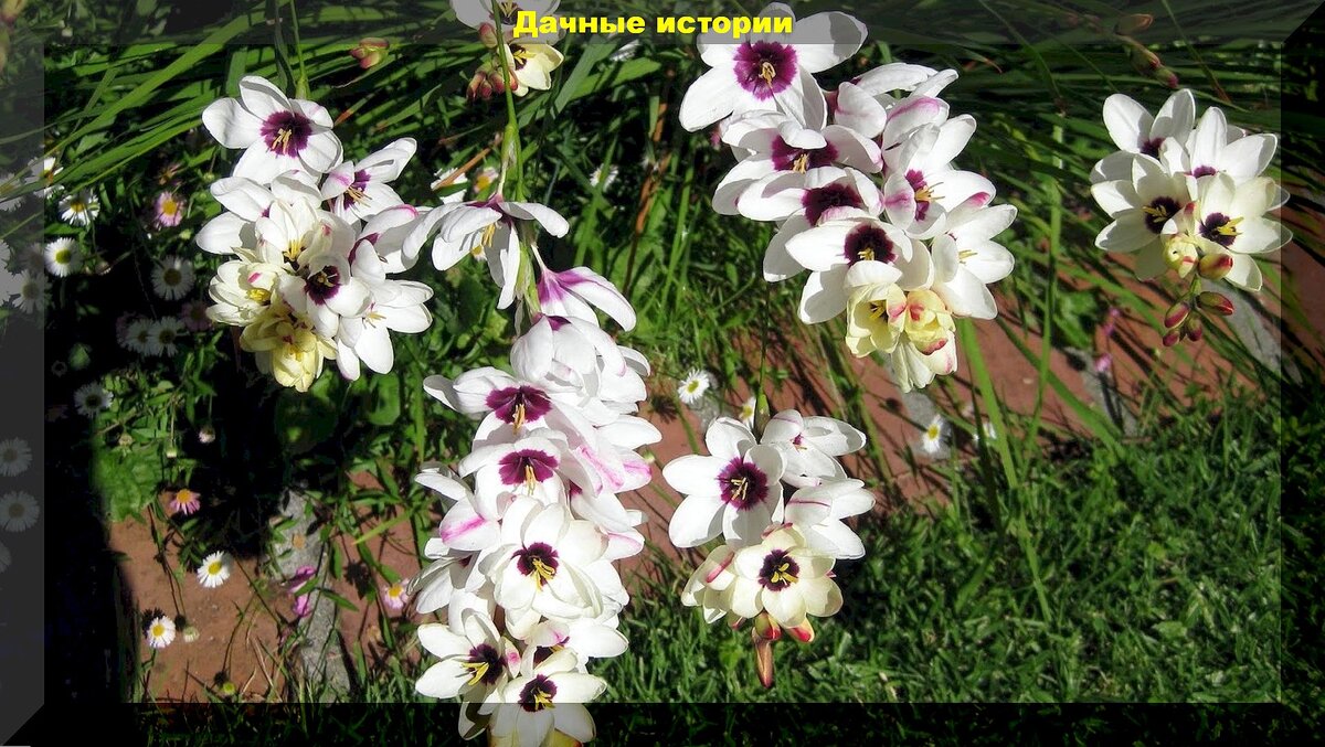 Почти гладиолусы: луковичные цветы, которые по своей красоте не уступают гладиолусам и очень на них похожи