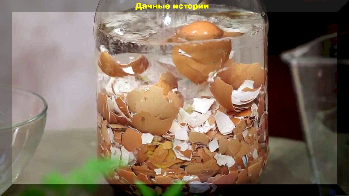 Ацетат кальция из яичной скорлупы: самый лучший способ, как можно с пользой использовать яичную скорлупу и защитить томаты от вершиной гнили