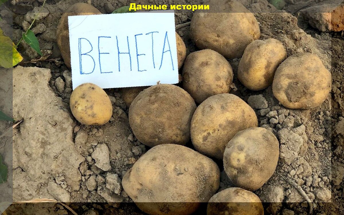 Правильная посадка картофеля (от А до Я): как нужно сажать картошку, чтобы собрать действительно богатый урожай