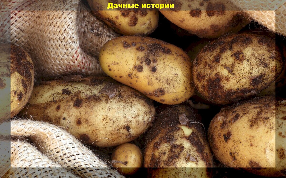 Правильная посадка картофеля (от А до Я): как нужно сажать картошку, чтобы собрать действительно богатый урожай