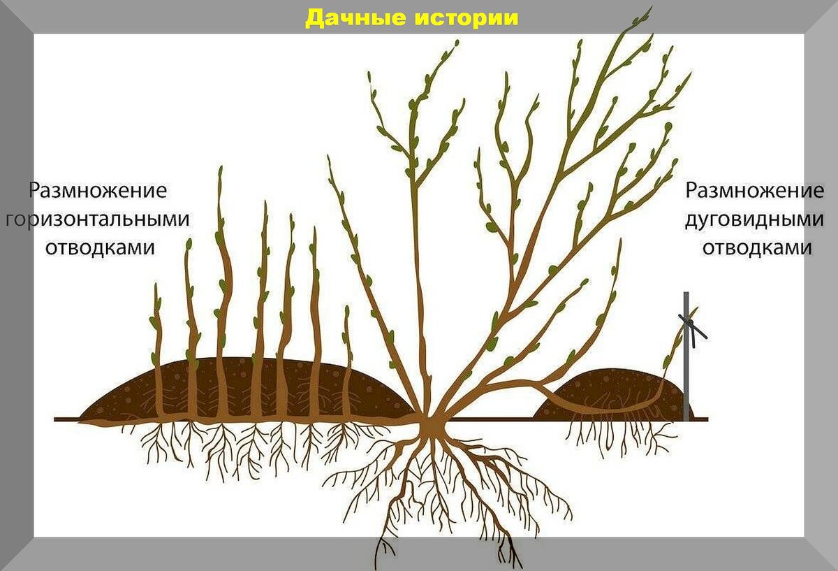 Как размножать садовую голубику: три самых легких способа размножения голубики