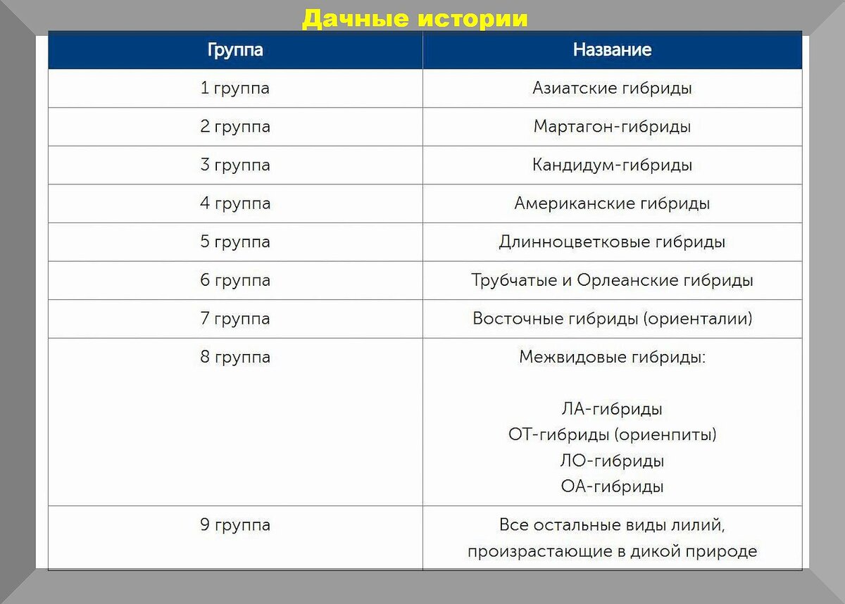 Посадка лилий весной: как, когда, на какую глубину правильно сажать лилию весной