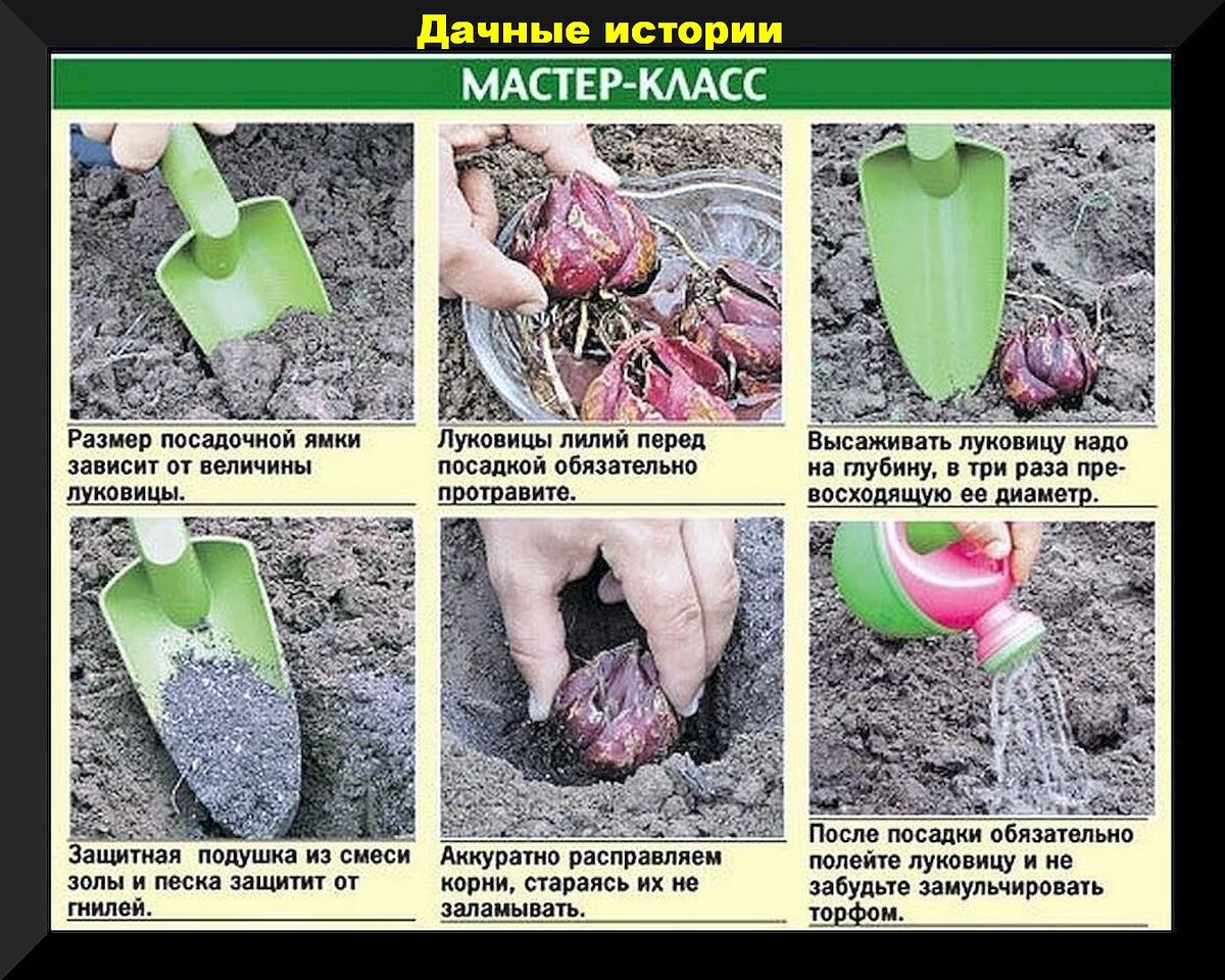 Посадка лилий весной: как, когда, на какую глубину правильно сажать лилию весной