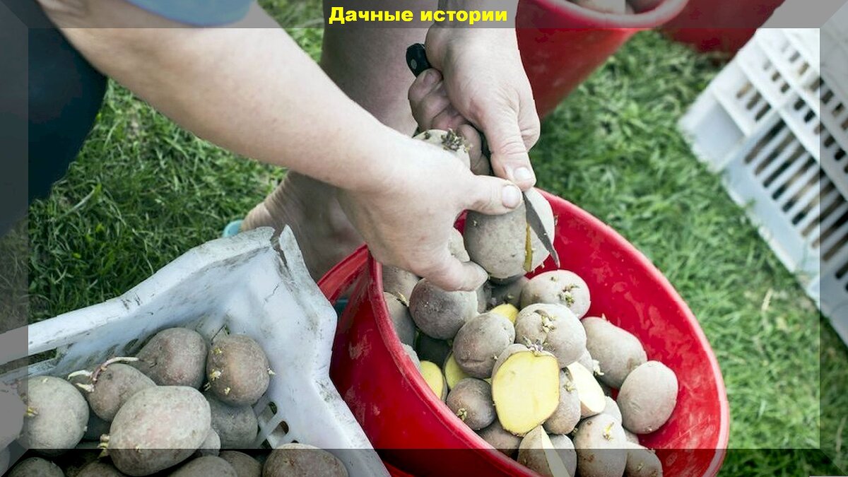 Как правильно сажать картошку: секреты посадки картофеля, которые должен знать любой огородник