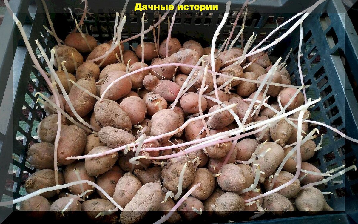 Как правильно сажать картошку: секреты посадки картофеля, которые должен знать любой огородник