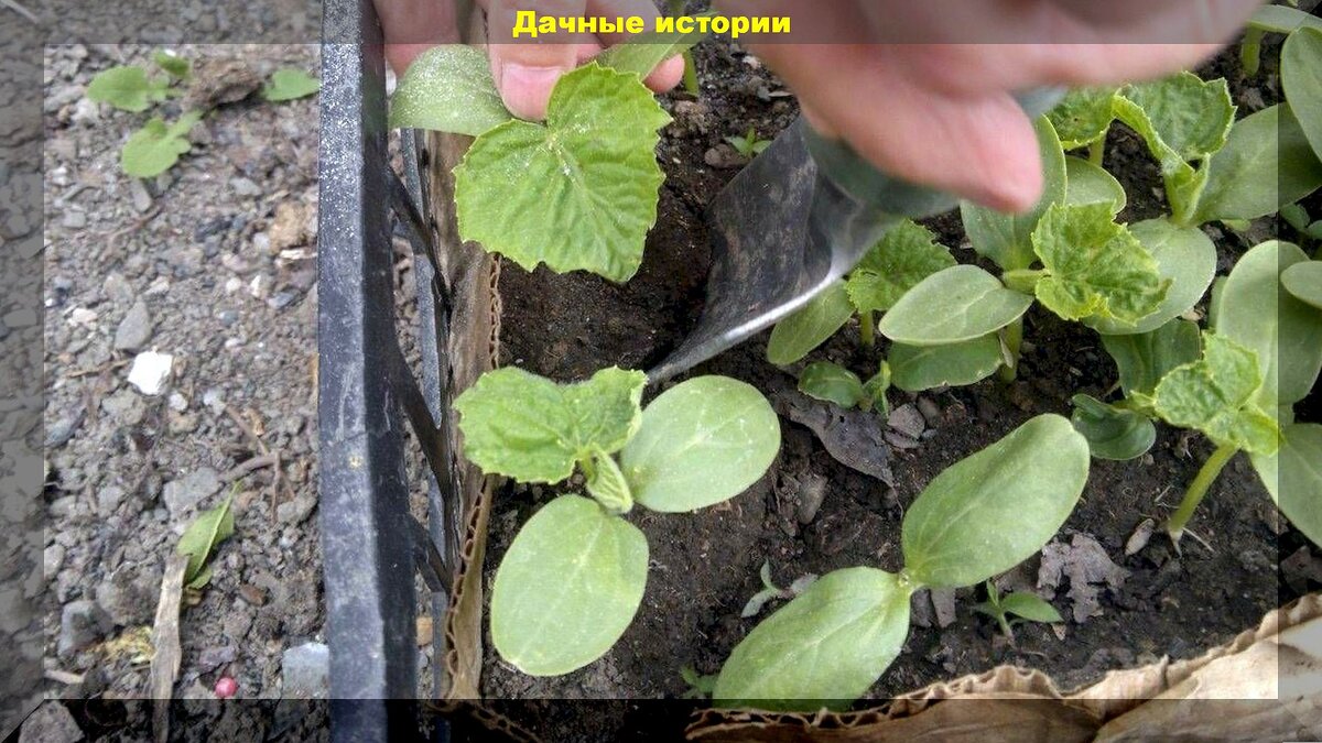 Как вырастить вкусные и здоровые огурцы: секреты высадки огуречной рассады и посева семян огурцов в открытый грунт