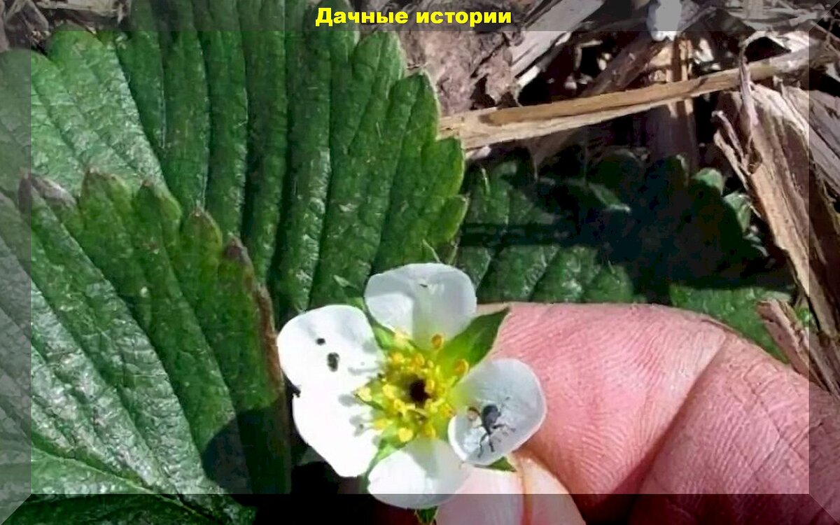 Самое важное в уходе за клубникой во время цветения: как во время цветения покармливать, ухаживать и защищать клубнику от долгоносика