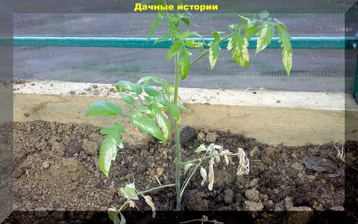 scale_1200 — 2024-05-26T064323.075