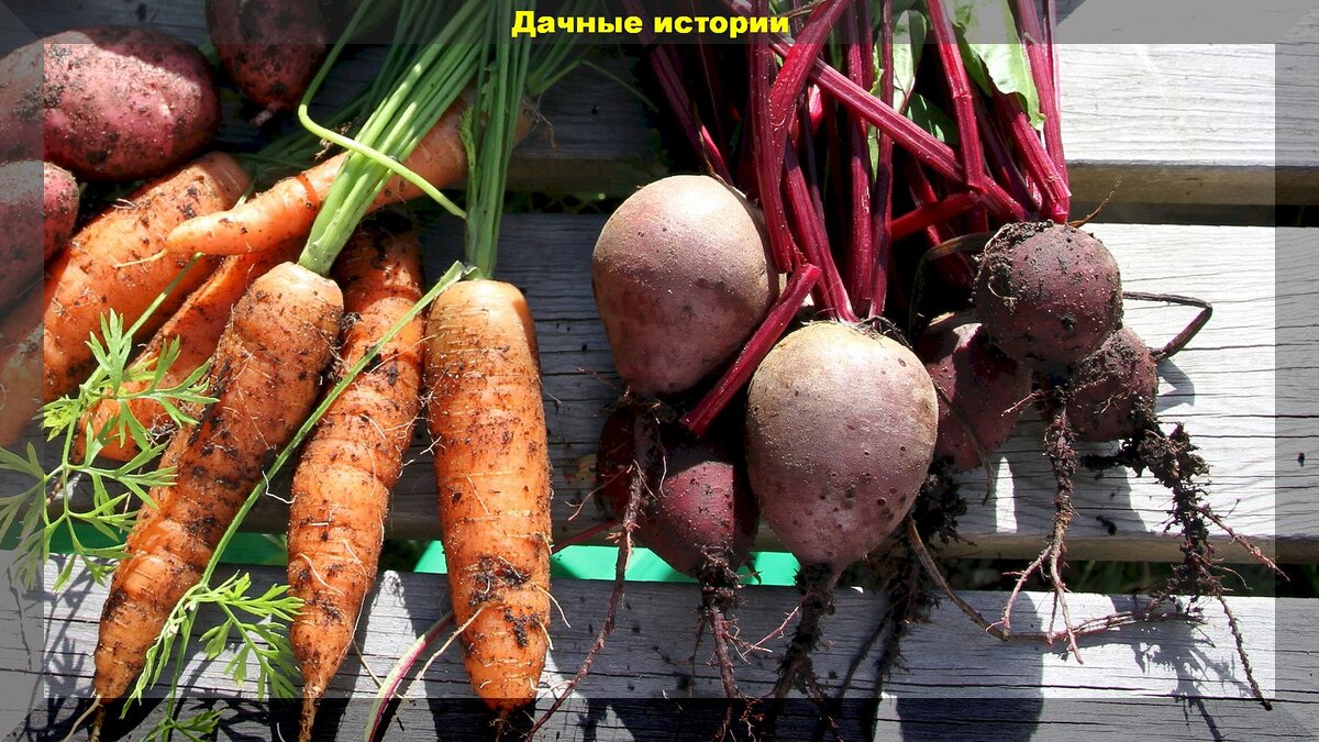 Тонкости весеннего посева моркови и свеклы: когда и как сеять морковь и свеклу весной
