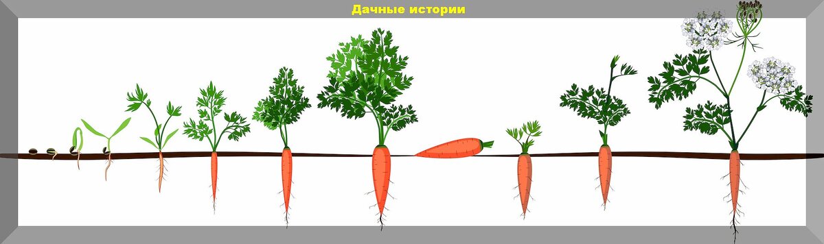 Тонкости весеннего посева моркови и свеклы: когда и как сеять морковь и свеклу весной