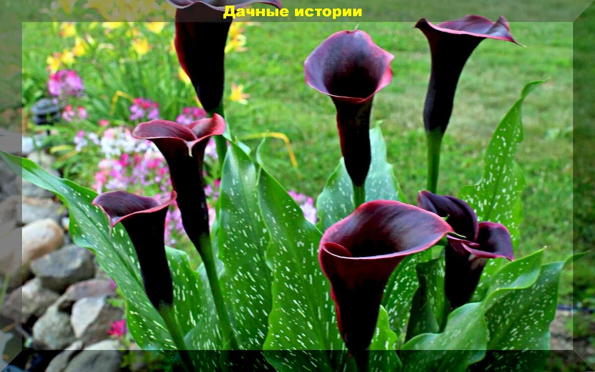 Шесть секретов обильного цветения каллы: секреты выращивания каллы раскрыты, или что скрывали профессиональные цветоводы