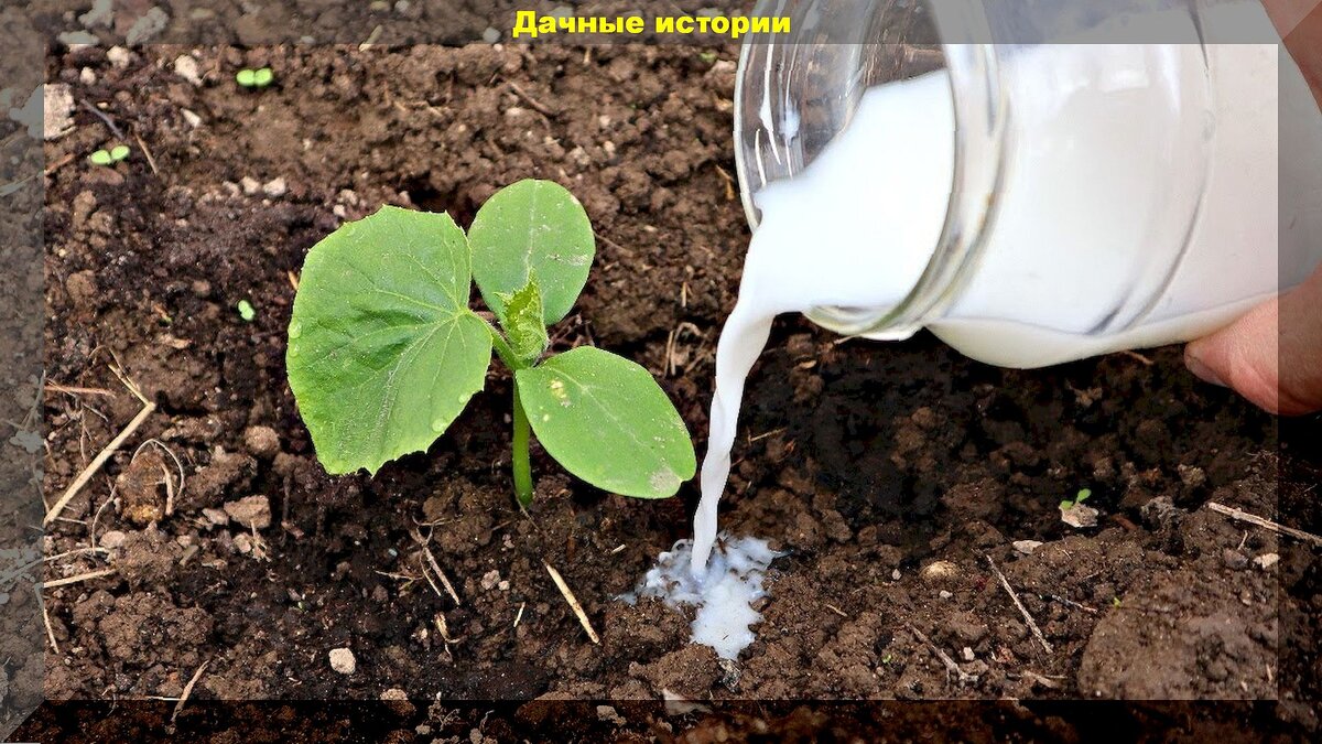 Польза поддельного и некачественного молока для растений: некондиционное молоко для улучшения роста растений