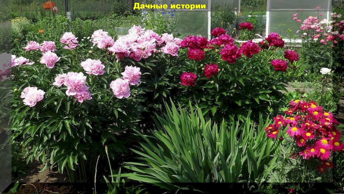 50 ответов на вопросы дачников новичков: помощь начинающим садоводам и огородникам в освоении дачных премудростей