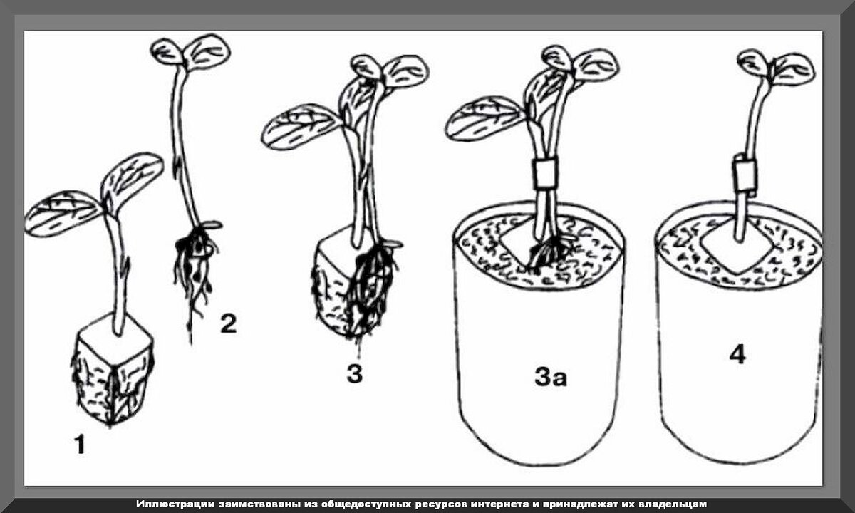 Как вырастить арбузы крупными и сладкими: секреты выращивания вкуснейших арбузов в средней полосе и более северных регионов