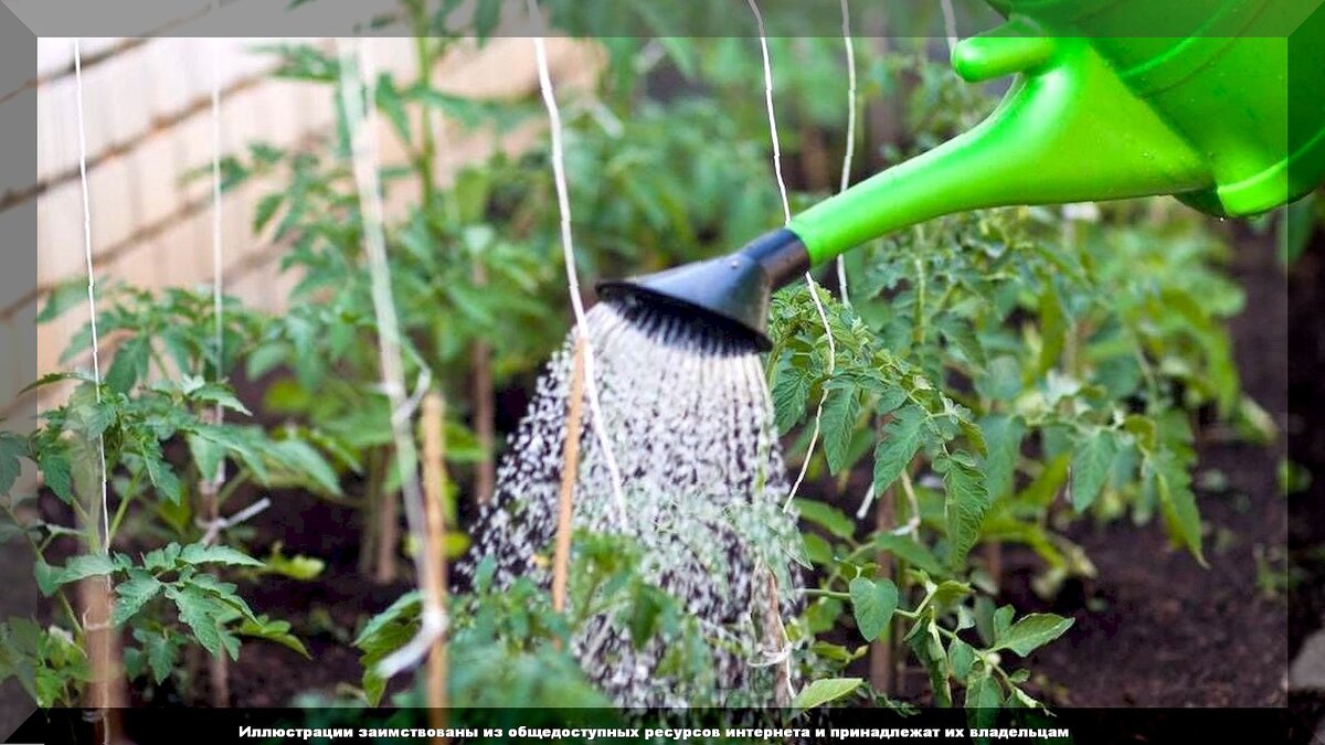 50 вопросов от начинающих садоводов и огородников: помогаем дачникам-новичкам решить возникшие проблемы