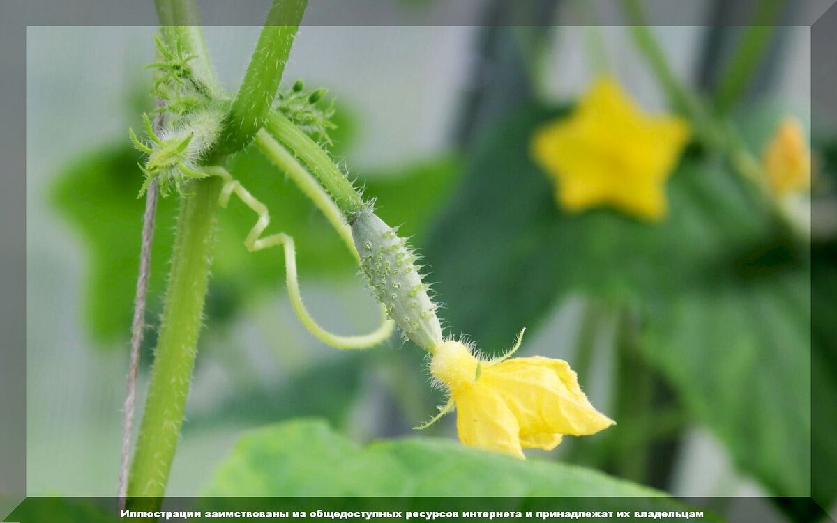 50 вопросов от начинающих садоводов и огородников: помогаем дачникам-новичкам решить возникшие проблемы