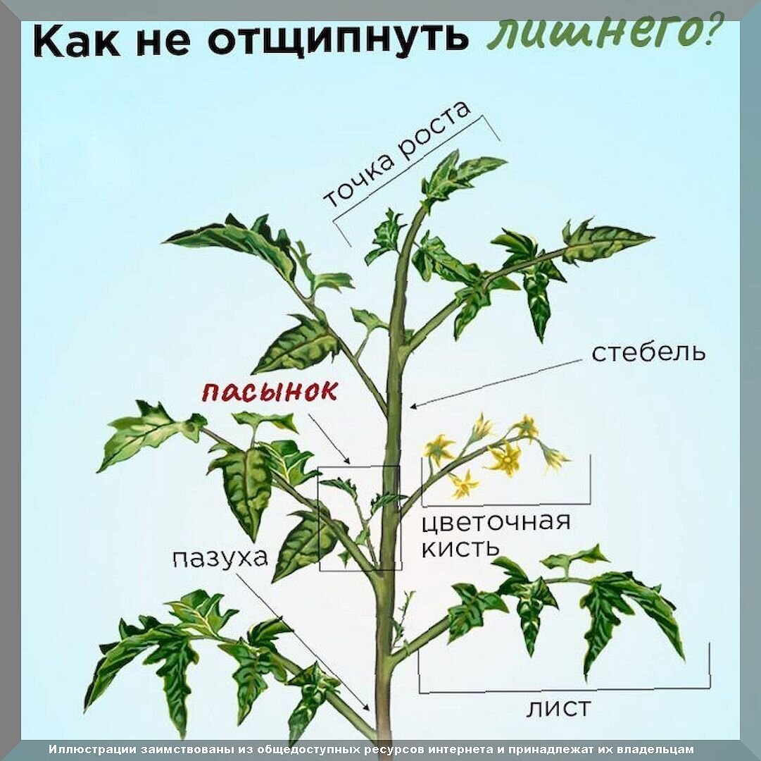 Самые важные работы в саду и огороде в июне: какие садово-огородные дела нужно обязательно успеть сделать в июне