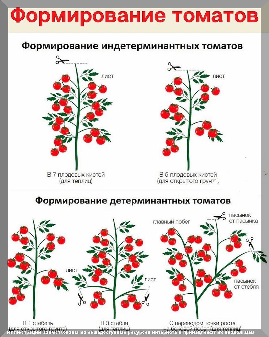 Формировка томатов в 1, 2 и 3 стебля: самые сложные моменты формирования томатов