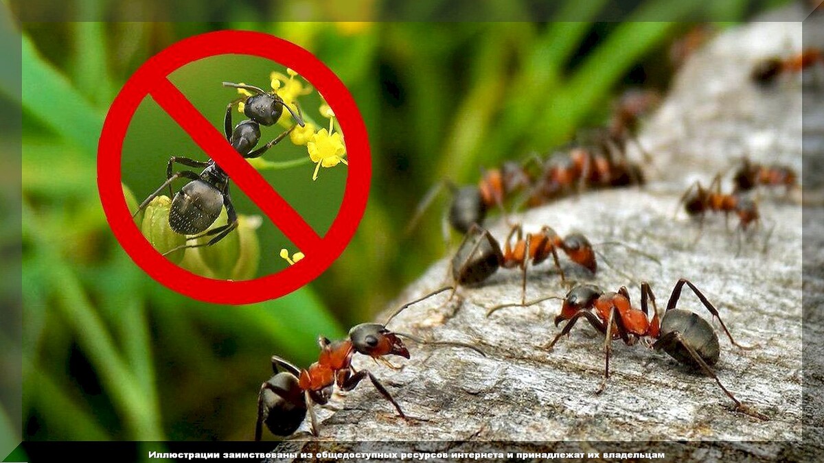 Самые большие заблуждения, касающиеся муравьев: когда с муравьями надо бороться, а когда нужно оставить их в покое