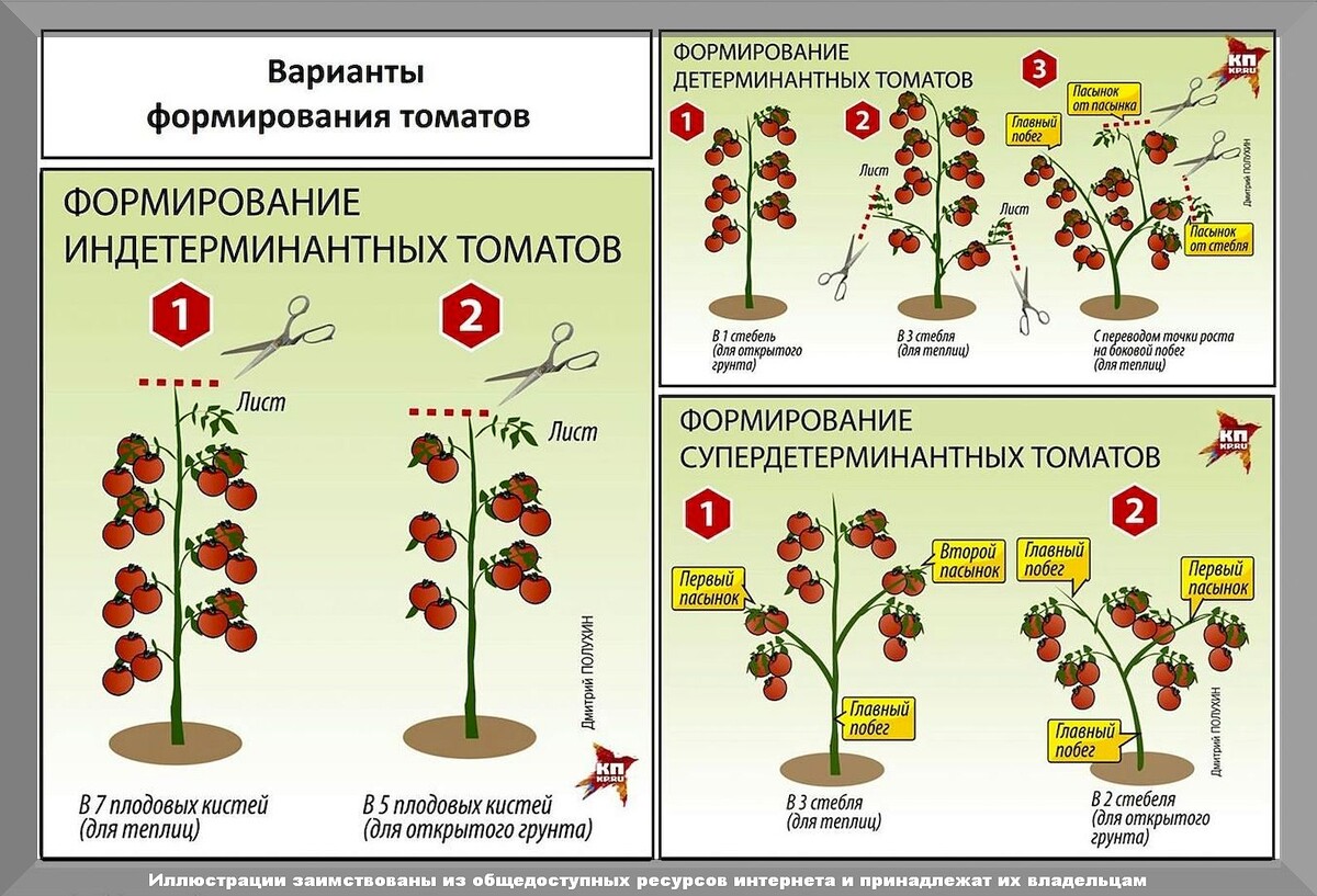 Выламывать или срезать пасынки: самые важные тонкости пасынкования и формировки томатов