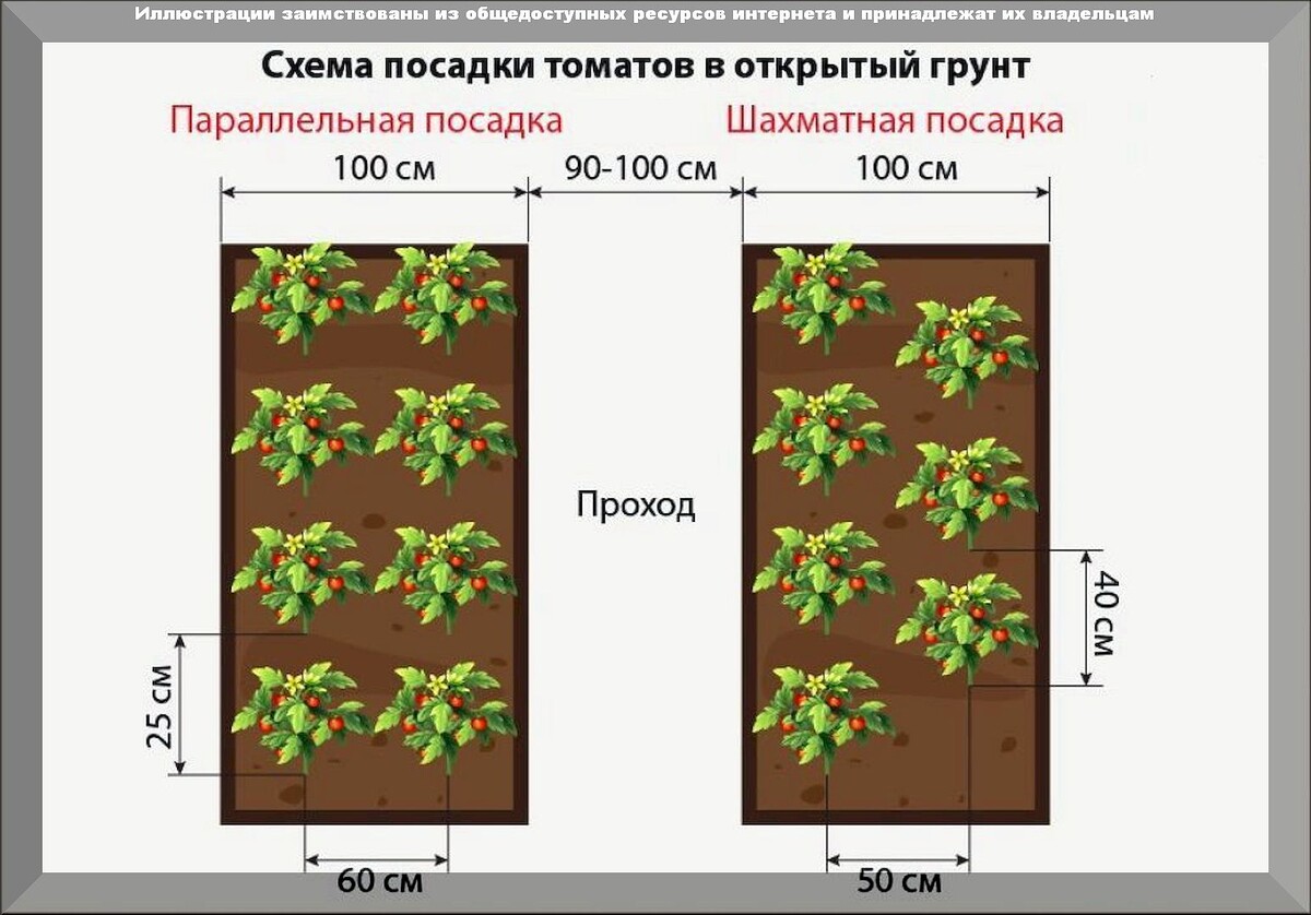 50 новых вопросов на дачную тематику: даем ответы на интересные вопросы начинающих садоводов и огородников