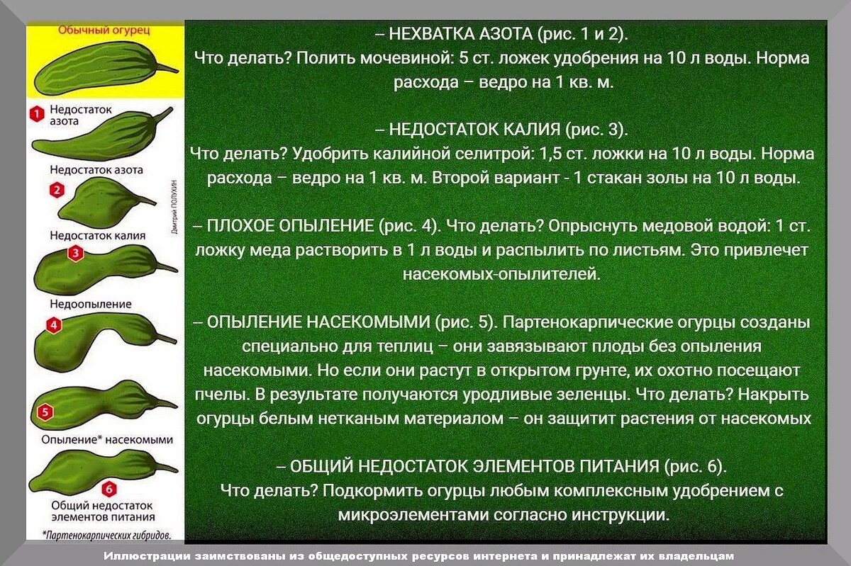 Фатальные ошибки огородиков при выращивании огурцов: трудности в уходе за огурцами в вопросах и ответах