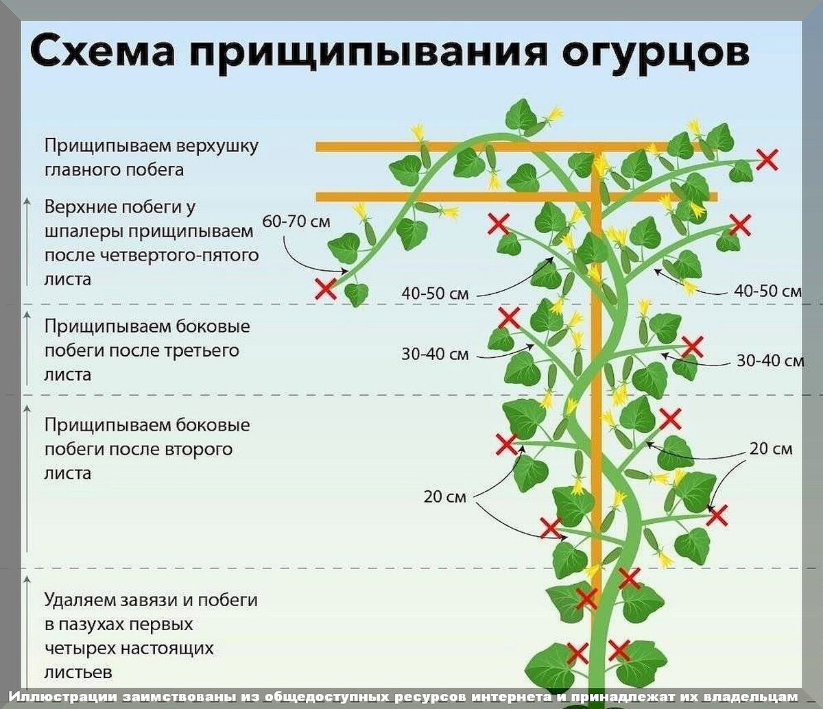 Фатальные ошибки огородиков при выращивании огурцов: трудности в уходе за огурцами в вопросах и ответах