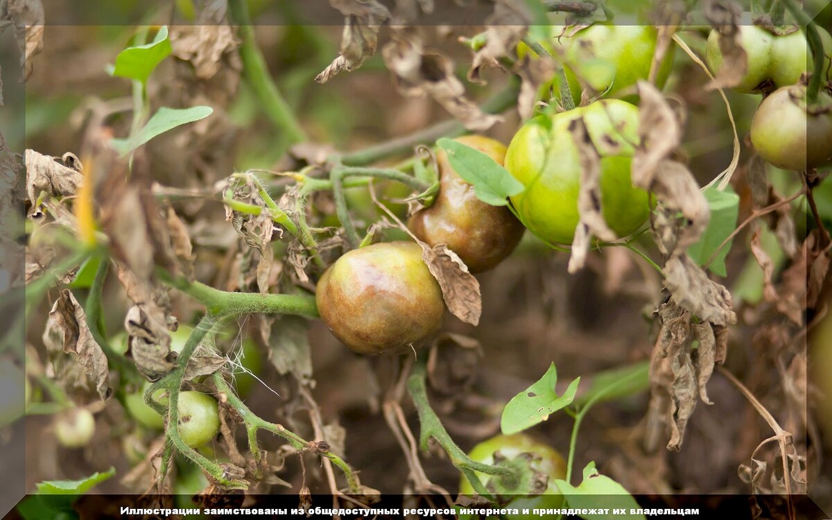 Фатальные ошибки огородиков при выращивании томатов: трудности в уходе за томатами в вопросах и ответах