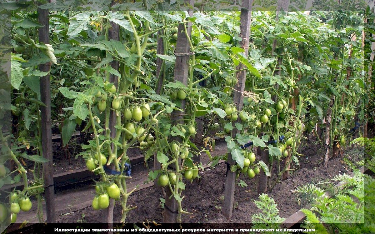 Фатальные ошибки огородиков при выращивании томатов: трудности в уходе за томатами в вопросах и ответах