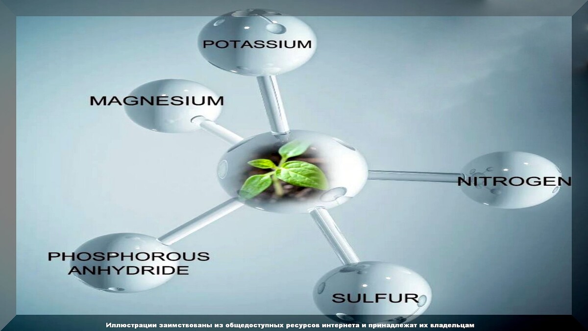 Где взять все аминокислоты для растений: важность «Мальтамина» для роста растений и какими подручными средствами его заменить