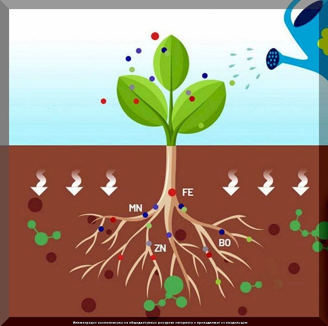 Где взять все аминокислоты для растений: важность «Мальтамина» для роста растений и какими подручными средствами его заменить
