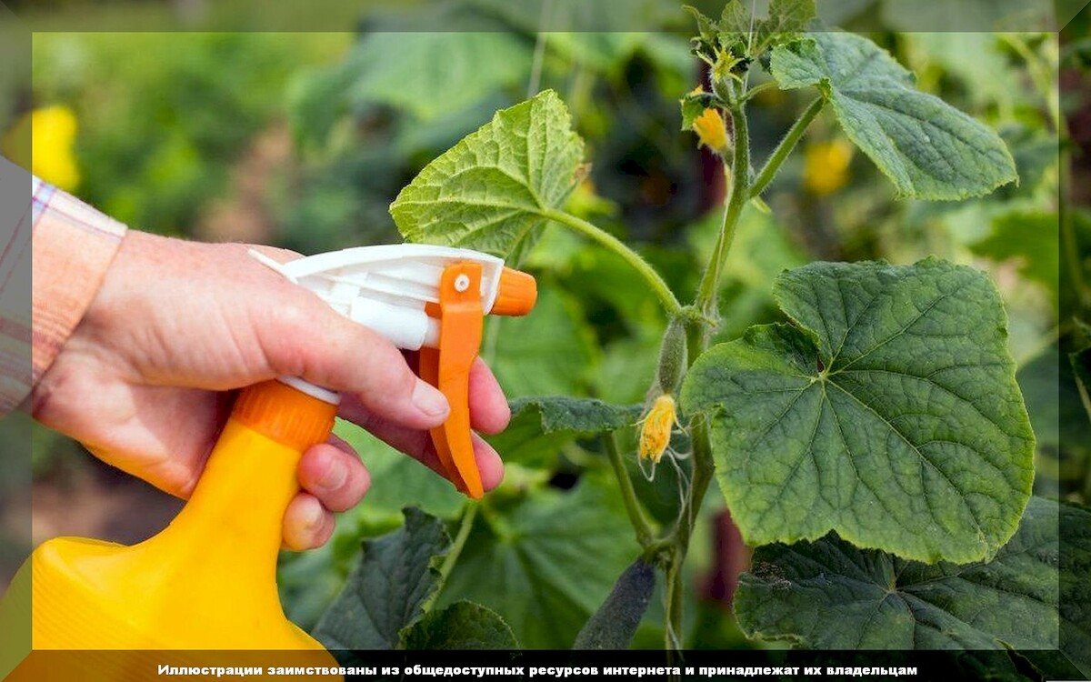 10 правил опрыскивания растений: как правильно обрабатывать растения агрохимией и ядохимикатами