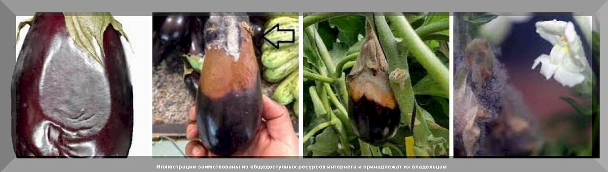 Причины плохого урожая баклажанов: самые частые проблемы при выращивании баклажанов и способы их решения