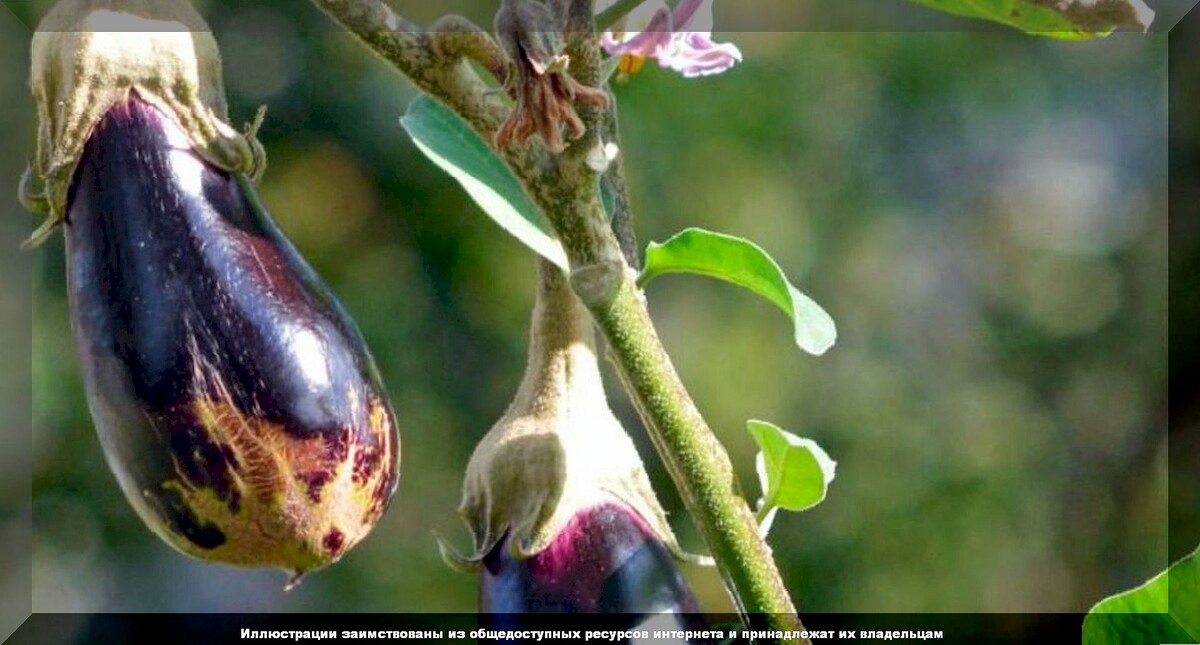 Причины плохого урожая баклажанов: самые частые проблемы при выращивании баклажанов и способы их решения