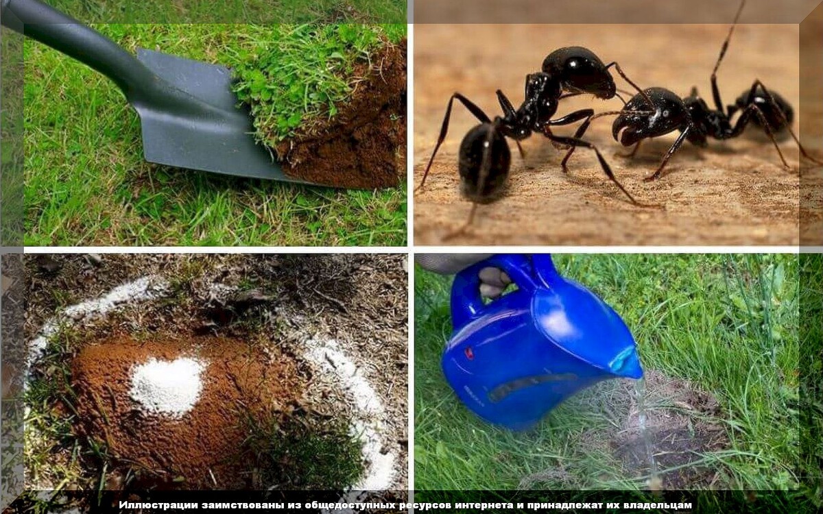 Как избавиться от муравьев на участке: препараты и народные способы которые действительно работают