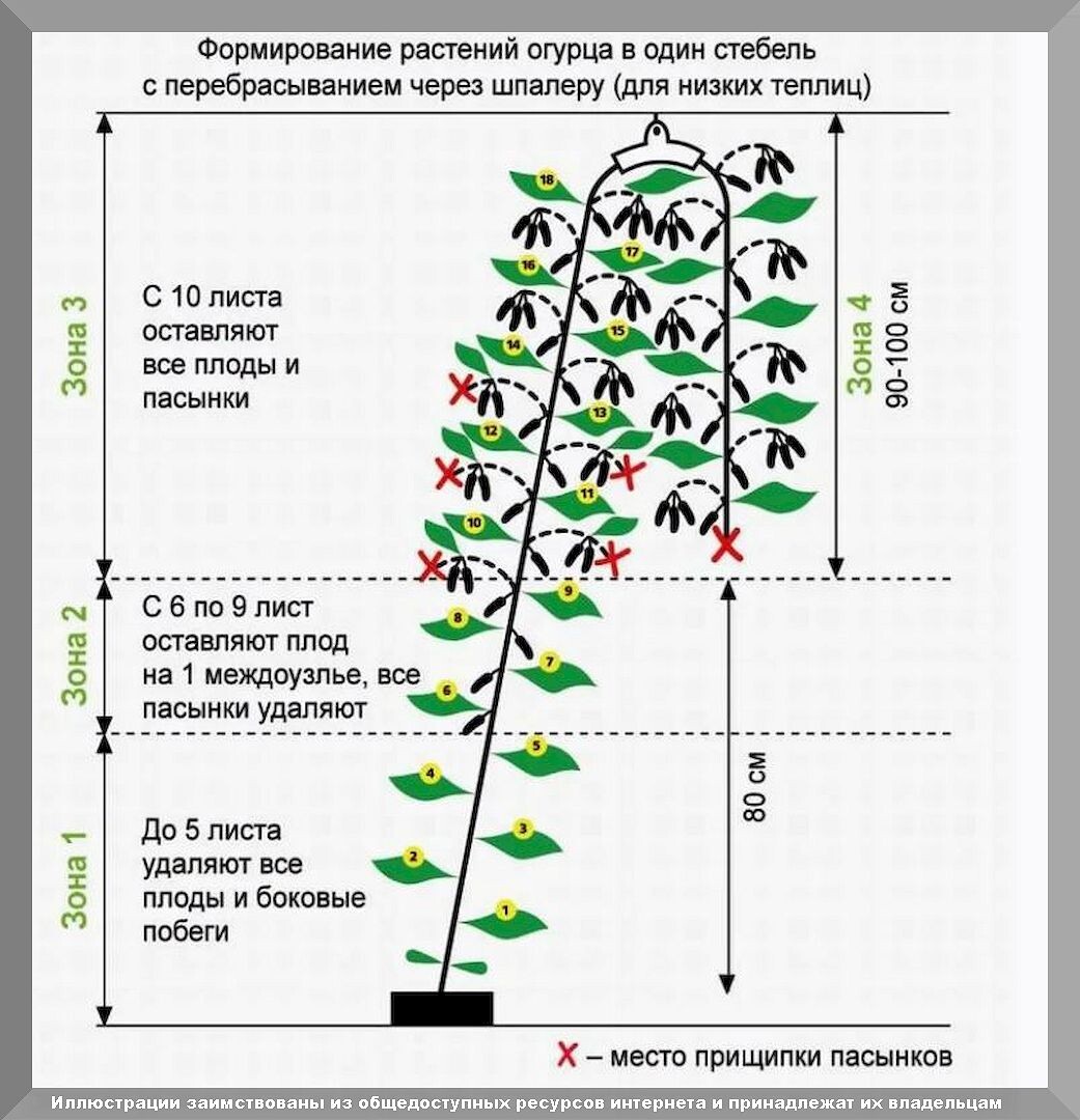 Трудности и ошибки огородиков при выращивании огурцов: сложности в уходе за огурцами в вопросах и ответах