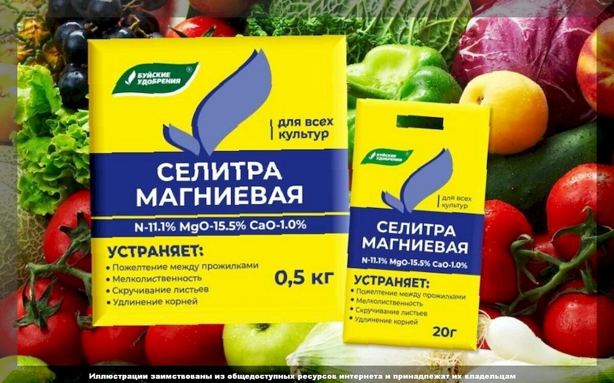 Огород в середине июля: что важного надо успеть сделать огородникам на своих участках в середине июля