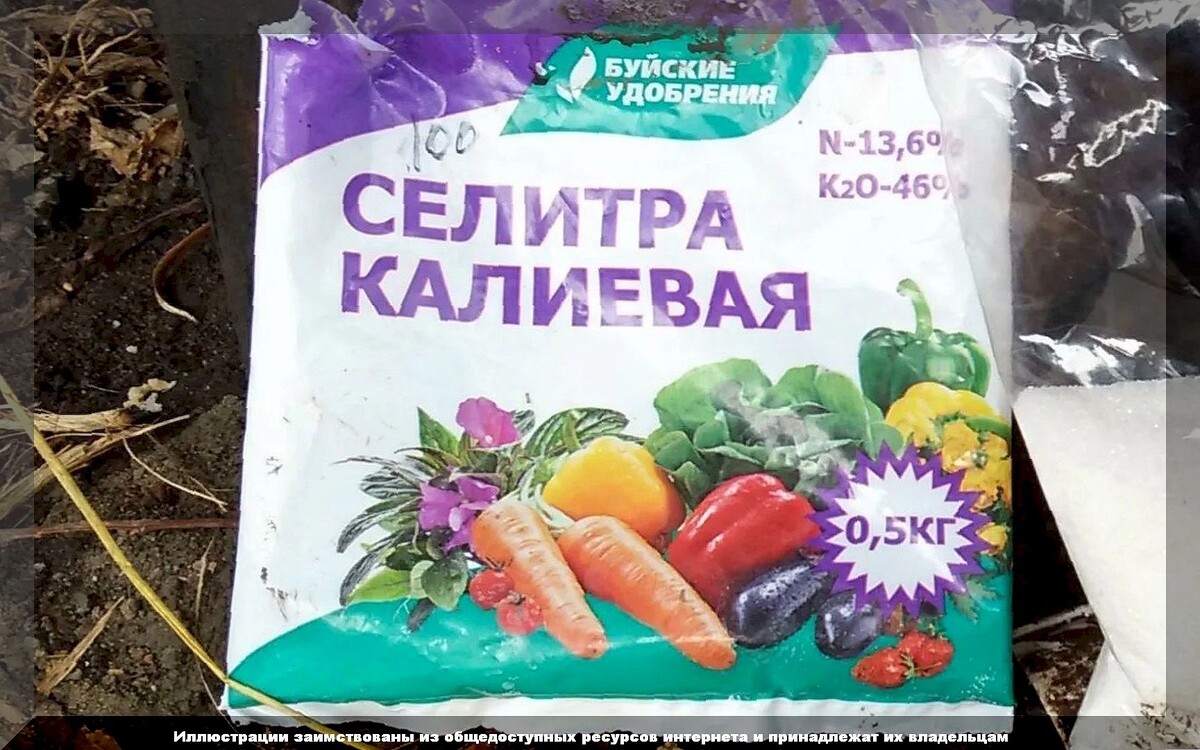 Огород в середине июля: что важного надо успеть сделать огородникам на своих участках в середине июля