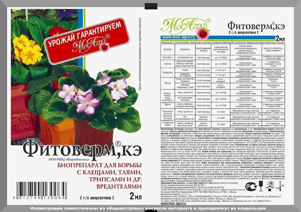 Как быстро победить паутинного клеща: различные способы борьбы с паутинным клещом