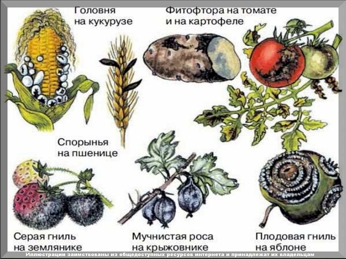 Биопрепараты от болезней растений: лучшие безопасные средства для защиты сада и огорода