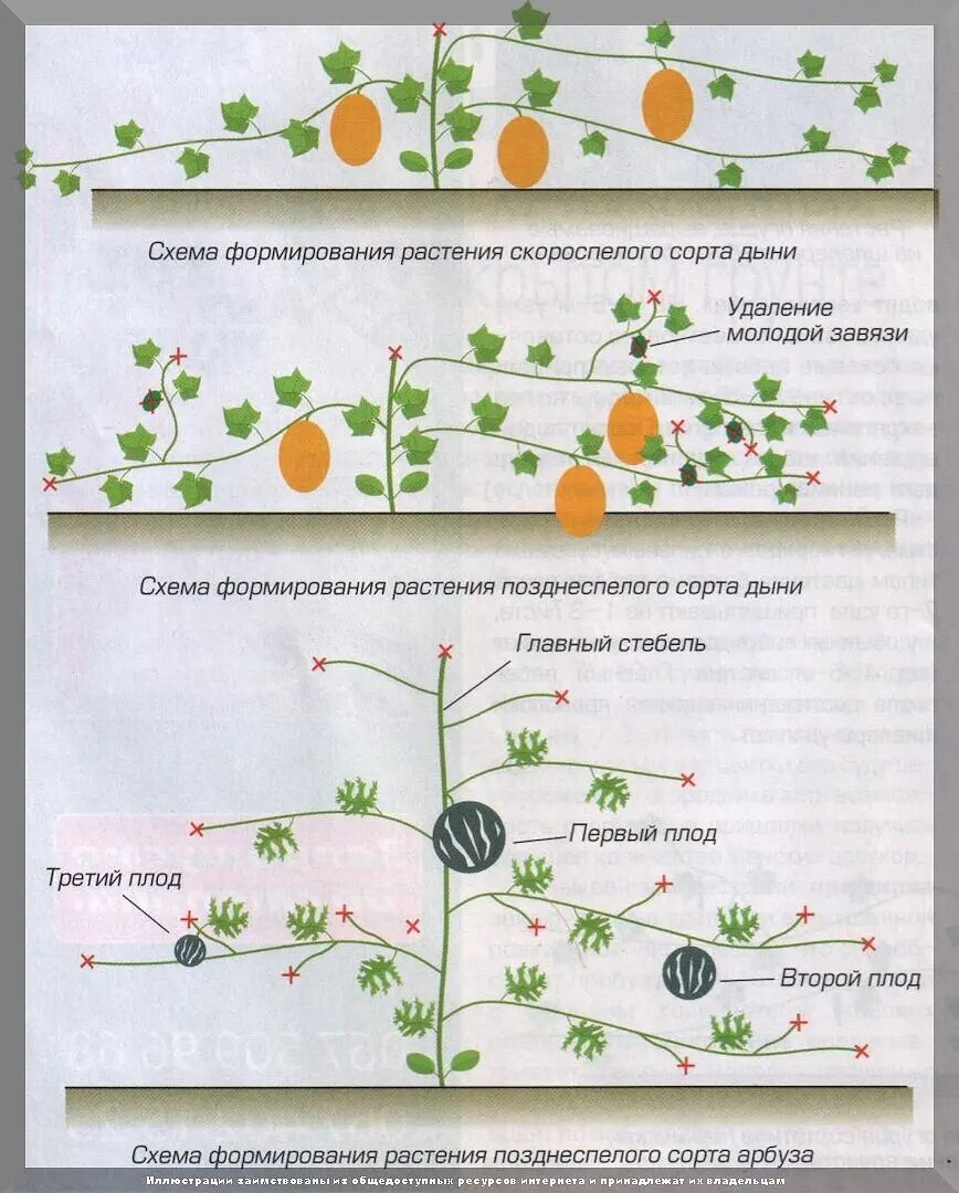 Что можно посеять в конце июля: июльская посевная и самые важные садово-огородные дела в конце июля