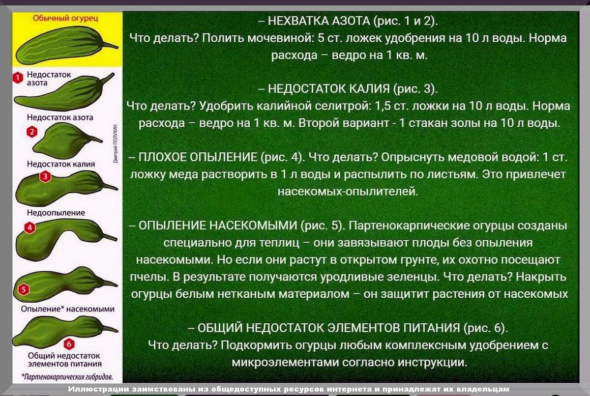 5 возможных способов продлить плодоношение огурцов: как продлить плодоношение огурцов до поздней осени